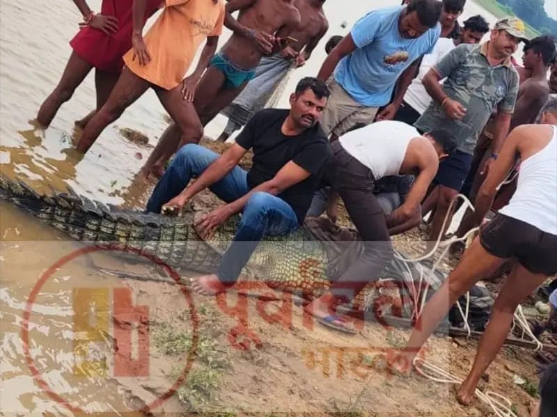 Sonbhadra News: सोन नदी में दिखा विशालकाय मगरमच्छ, मचा हड़कंप.