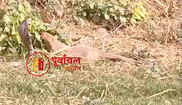 Chandauli News: घंटो चली जानी दुश्मनो कि लड़ाई, भयंकर युद्ध के गवाह बने ग्रामीण और बिल्ली मौसी. 
