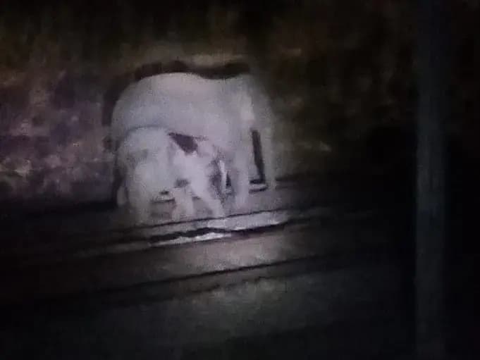 Sonbhadra News: मालगाड़ी की चपेट में आया हाथी का बच्चा, जंगली हाथियों का झुंड घटनास्थल पर ही जमा.