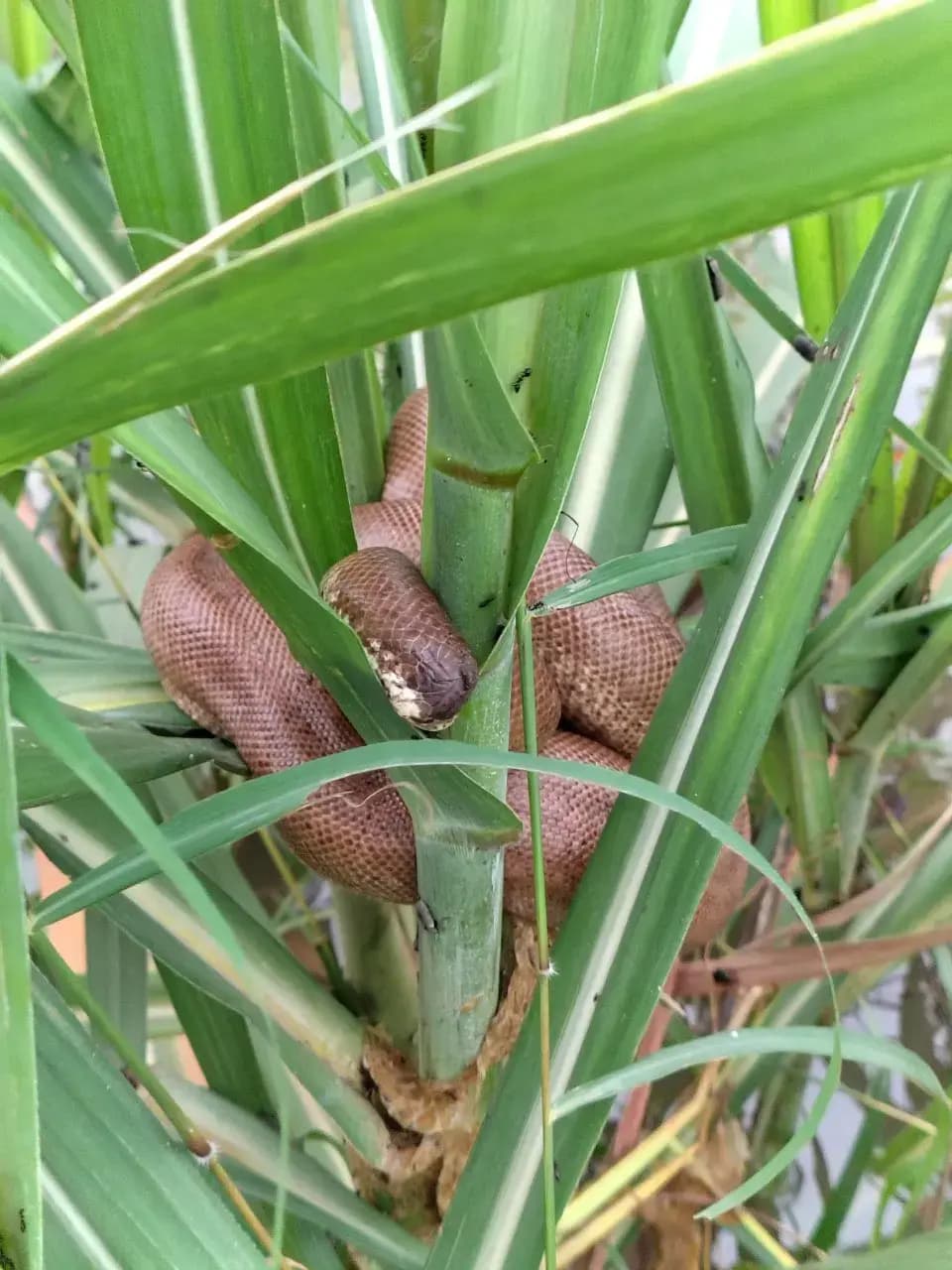 दुर्लभ सैंड बोआ सांप